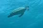 Rottnest Island Snorkelling Tours