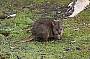 Pademelon