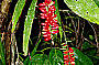 Cairns Essential Scenic Tour