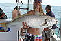 Black jewfish
