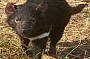 A real Tasmanian Devil!