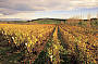 Vines