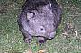 and possibly their relatives the Wombats!