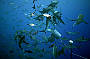 7 Day Cod Hole, Ribbon Reefs & Coral Sea - Ocean View Deluxe ( Thursday Departure )