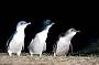Penguin Parade