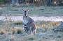 Kangaroo and joey