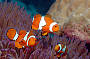 5 Day PADI Open Water Course/ Day Reef Trips