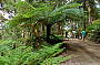 Walking through Rainforrest in National Park