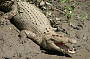 One of the local saltwater crocodiles on Proserpine River