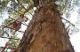 Climbing a fire lookout tree