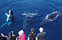 Whale Watching (half day) - 1 June - 30 Oct 2011