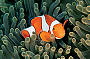 Great Barrier Reef 