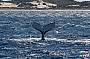 Whale watching
