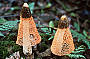 See amazing Fungi growing in the Rainforest