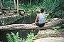 DAINTREE EXPLORER DAY TOUR