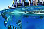 Get High Package - Dive, snorkel & 10 Minute Flight