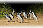 Penguin Parade