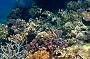 Michaelmas Cay Cruise