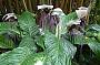 Bat plant