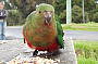 Parrot