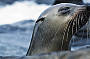 Penguin Parade & Wildlife Express Tour