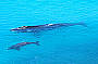 8 Day - Wildlife and Rail Experience - [incorporating Flinders Ranges]