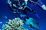 No experience is necessary for Introductory Diving