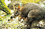 Wildlife
