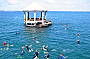 Dolphin and Seal Sightsee Full Day Tour (with transfers)