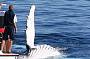 WHALES IN PARADISE / WHALE WATCHING & Canal Cruise BRISBANE Tour (05 Jun-Nov)