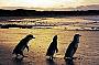 Fairy Penguins