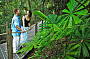 Admire a unique array of native palms from Skyrail’s rainforest boardwalks.