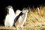Little Penguins
