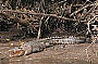 Spot the croc on the daintree river cruise