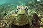 1 Day Dive Trip - MV Reef-Kist (includes 2 certified dives, not for snorkellers)