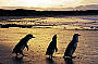 3 little penguins