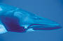 Dwarf Minke Whales