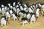 Aussie Cattle Farm & Phillip Island Penguins (M82+L)