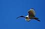White Ibis - an emblem of the savannah