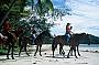 Cape Trib Horse Rides ( Afternoon )