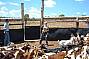 Goat Muster, Kroombit Cattle Station