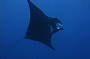 2 Day Dive Trip - MV Kangaroo Explorer (qualified divers only)