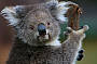 Koala Healesville Sanctuary