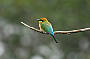 Rainbow Bee-eater