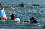 Dolphin Watch- Starts Sept 2011