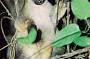 Rainforest Wildlife Tour - Atherton Tablelands