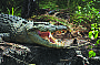 Estuarine Crocodile