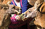 Feed our hungry mob of kangaroos