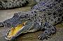 croc at farm