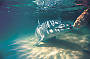 Tangalooma Dolphin Adventure Tour including Whale Watch Cruise